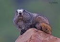 Marmota caligata